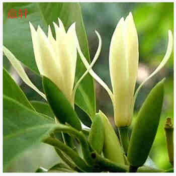 白兰花盆栽黄桷兰嫁接白兰花苗十里飘香兰花树苗黄兰盆栽地栽苗 白兰5年苗