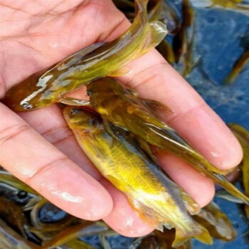 精选黄骨鱼苗 黄辣丁鱼苗 黄颡鱼 大规格黄丫头苗 昂刺鱼苗养殖 黄骨