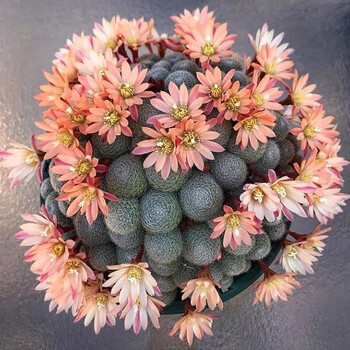 花络阁  粉蝶 金蝶 杏蝶 银蝶丸宝山仙人球多肉组合盆栽沟宝山属多肉