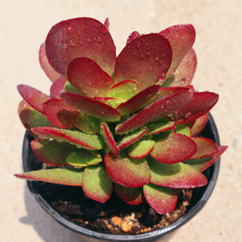 多肉老桩大单头粗桩好养肉肉植物碧桃玉蝶石莲花属 秋颖 紫蝶 7厘米