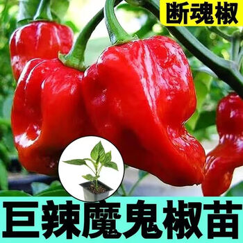 辣椒苗秧龙息特辣四季海南黄灯笼蔬菜种籽孑籽种秧苗 红魔鬼椒(巨辣)