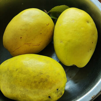 车载闻香木瓜室内增香木瓜除臭天然清香木瓜北方宣木瓜香木瓜闻香