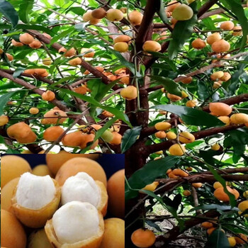 岭南山竹树苗竹节果苗罗蒙树黄牙树黄金山竹泰国山竹带土带叶 黄金