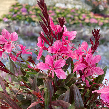 瑰季带花苞紫叶千鸟花阳台庭院花镜工程开花不断易养护 玫色1加仑 不