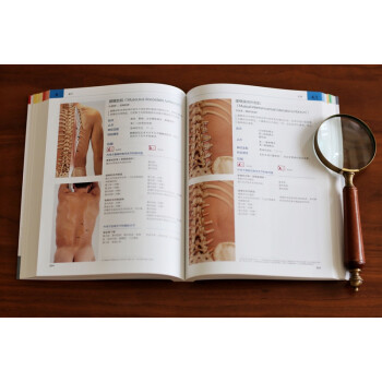 肌肉功能与测试全书：解剖、评估、康复