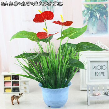 盆栽植物蓝色花排行榜 盆栽植物蓝色花十大排名推荐 京东