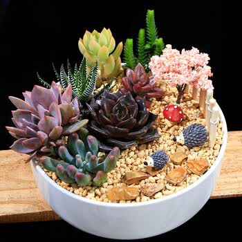 多肉组合盆栽套餐 diy植物 绿植创意盆栽花卉 生日礼物 zh031
