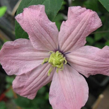 虹越铁线莲p14黎明的天空25年生苗