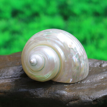2,天然精品海螺贝壳 标本螺南非嵘螺夜光螺 绿蝾螺 收藏品南非蝾螺