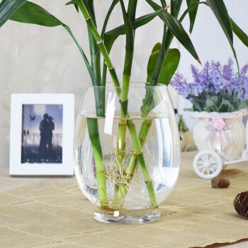 水植物花瓶哪款好 水植物花瓶怎么样好用吗 京东