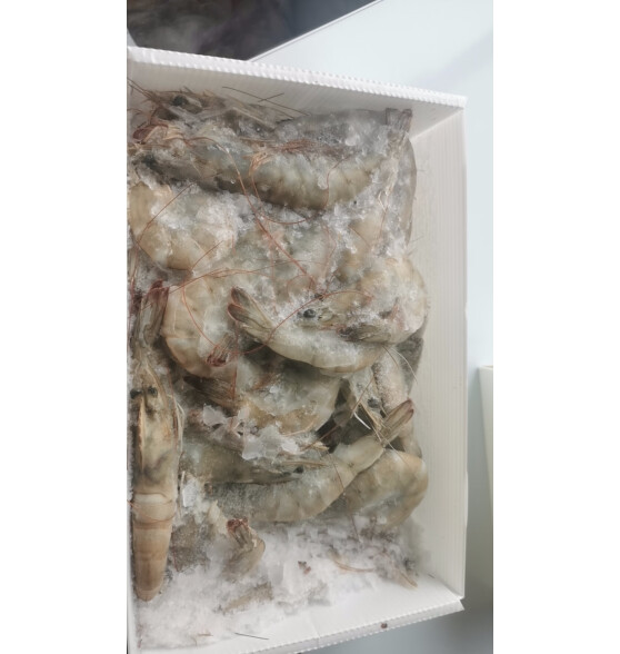 北海湾 虾 青岛大虾鲜活冷冻基围虾 虾类 海鲜水产生鲜白虾青虾海虾对虾 16-18cm 气冻大虾