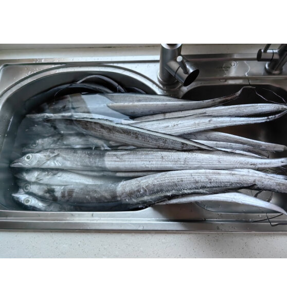 七冰东 带鱼 新鲜特级大带鱼整条 海钓宽带鱼段整箱 海鲜水产 生鲜 鱼类 10斤装（1.4-2斤/条）