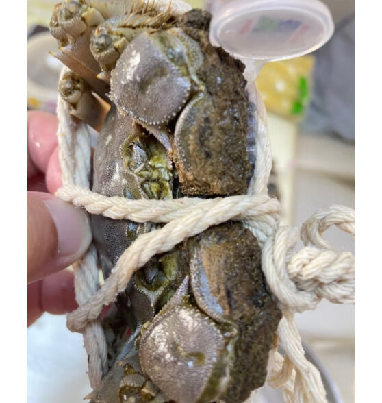 阳澄佳缘大闸蟹 现货鲜活大螃蟹  海鲜水产生鲜礼盒 公4.5-4.8两母3.5-3.8两4对8只