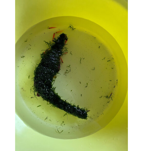 听白阁活体小型观赏鱼淡水鱼群游鱼斑马鱼冷水鱼热带鱼怎么样?