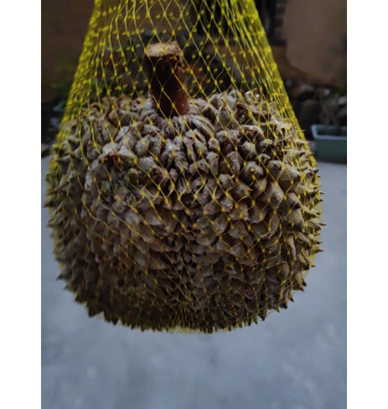 诱鲜地泰国金枕头榴莲 单果3-4斤 整果带壳 液氮冷冻榴莲生鲜水果