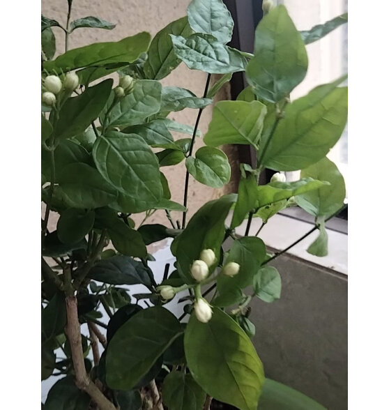 开时果 茉莉花盆栽老桩 花卉树苗办公室桌面绿植盆景好不好用？价格这么贵好在哪里？