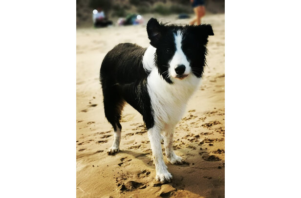 伯纳天纯狗粮怎么样消费者回答