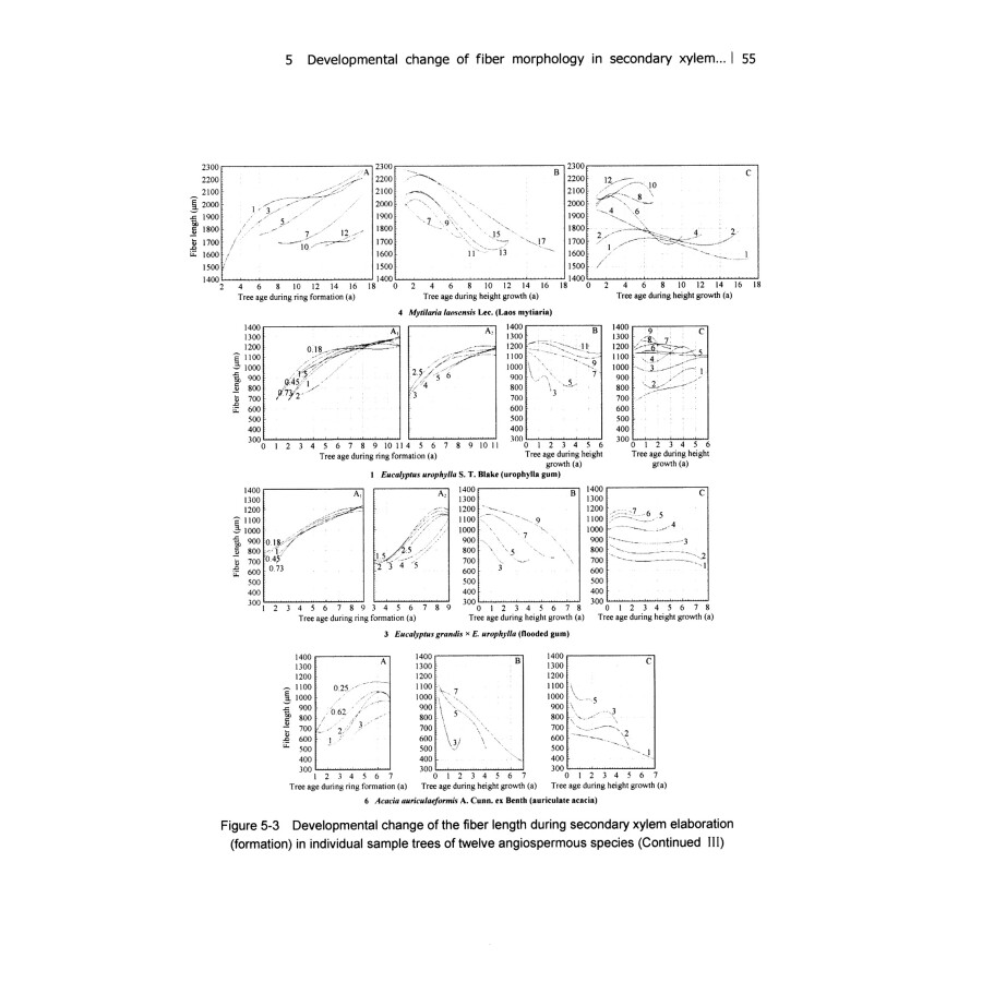 Sample pages of An Important Part of Wood Formation Mechanism Secondary Xylem Development（2）Angiospermous Trees（Original Research） (ISBN:9787030571519)