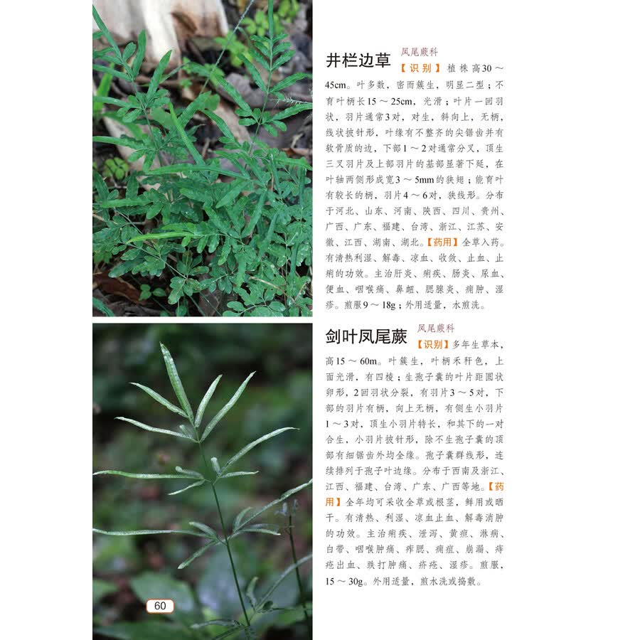 1500种中草药野外识别彩色图鉴