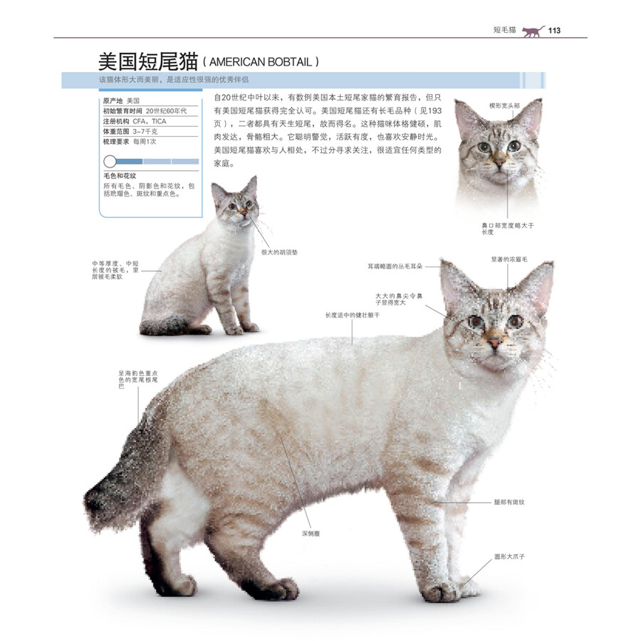 dk 世界名猫驯养百科