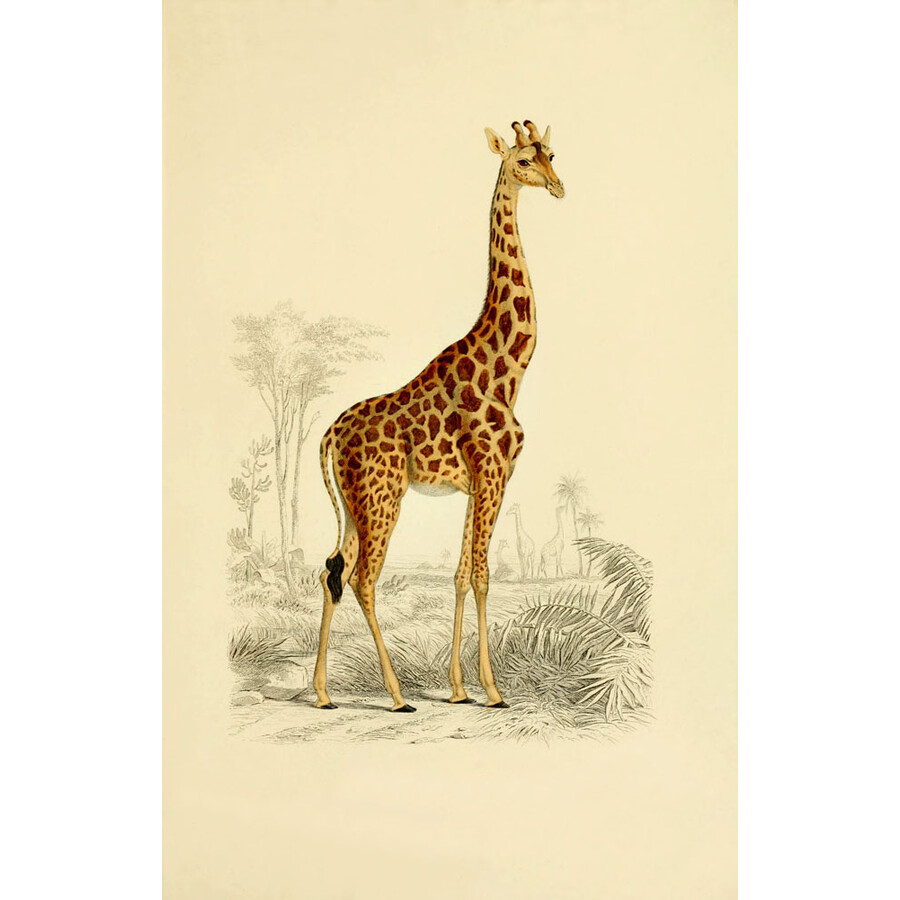 夏尔·亨利·德萨利纳·奥尔比尼(charles henry dessalines d