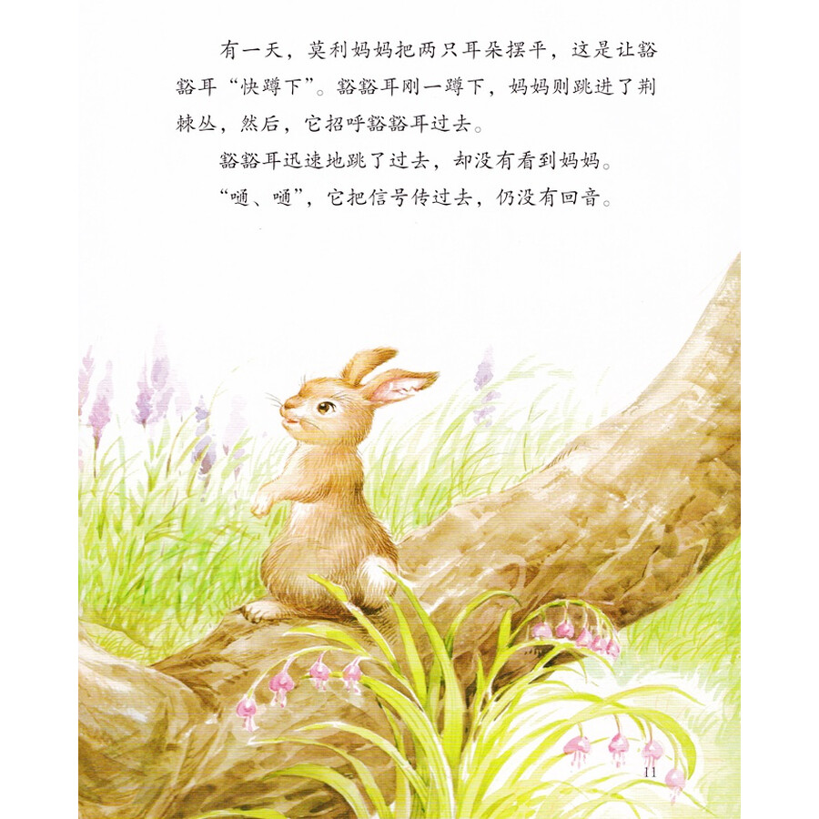 绘本西顿动物故事(套装全4册) 二辑