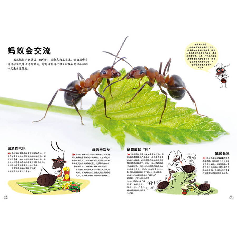 童书 科普/百科 千千万万只蚂蚁