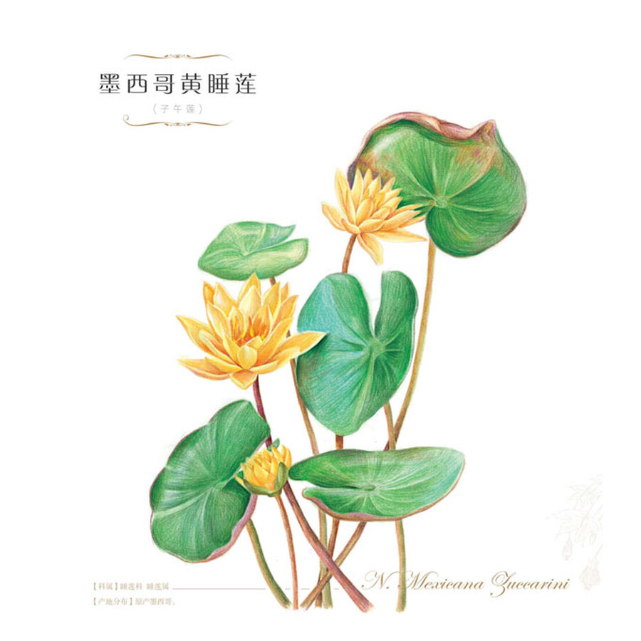 《花之绘:Ⅳ:38种美洲经典花卉》(飞乐鸟)- 京东图书_ 8折现价26元