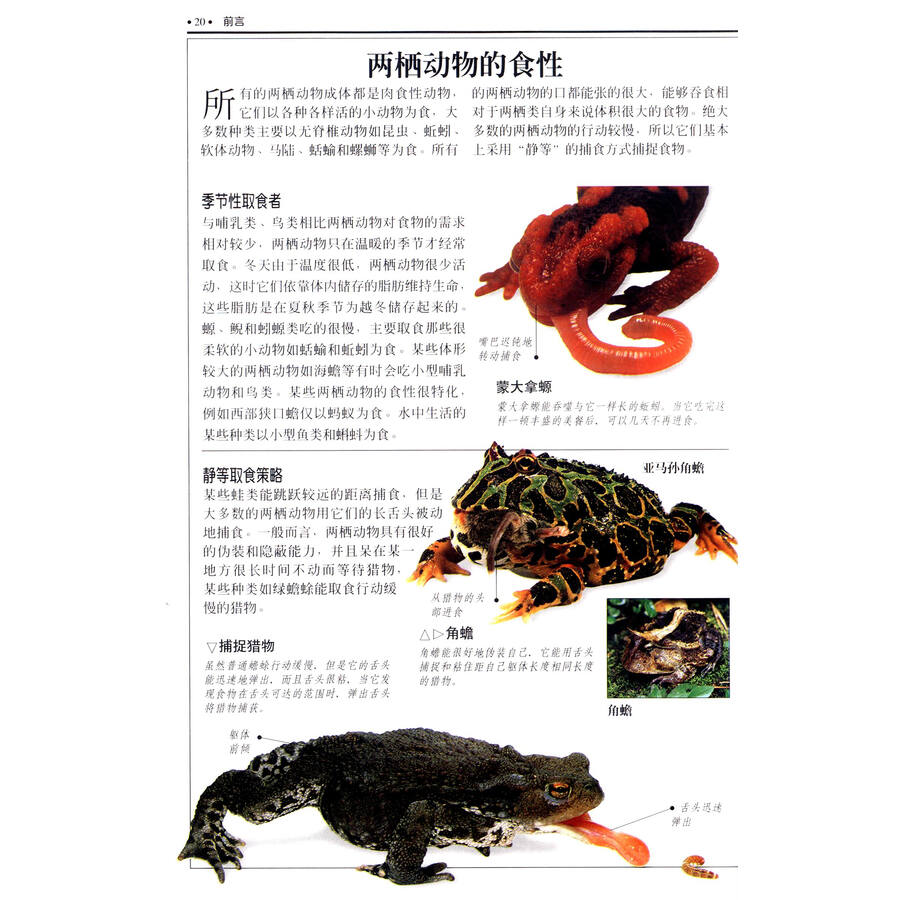 dk自然珍藏图鉴丛书:野生动物精选套装(套装共9册)