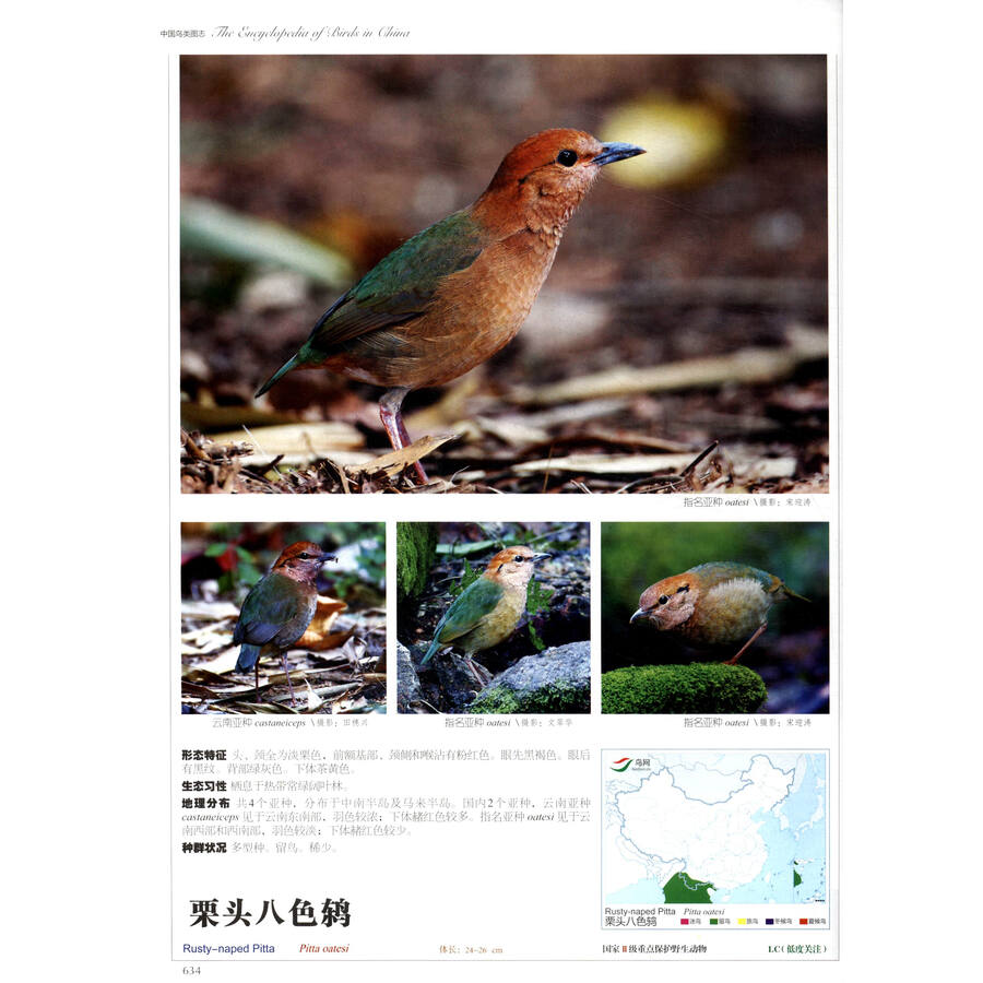 中国鸟类图志(下卷):雀形目