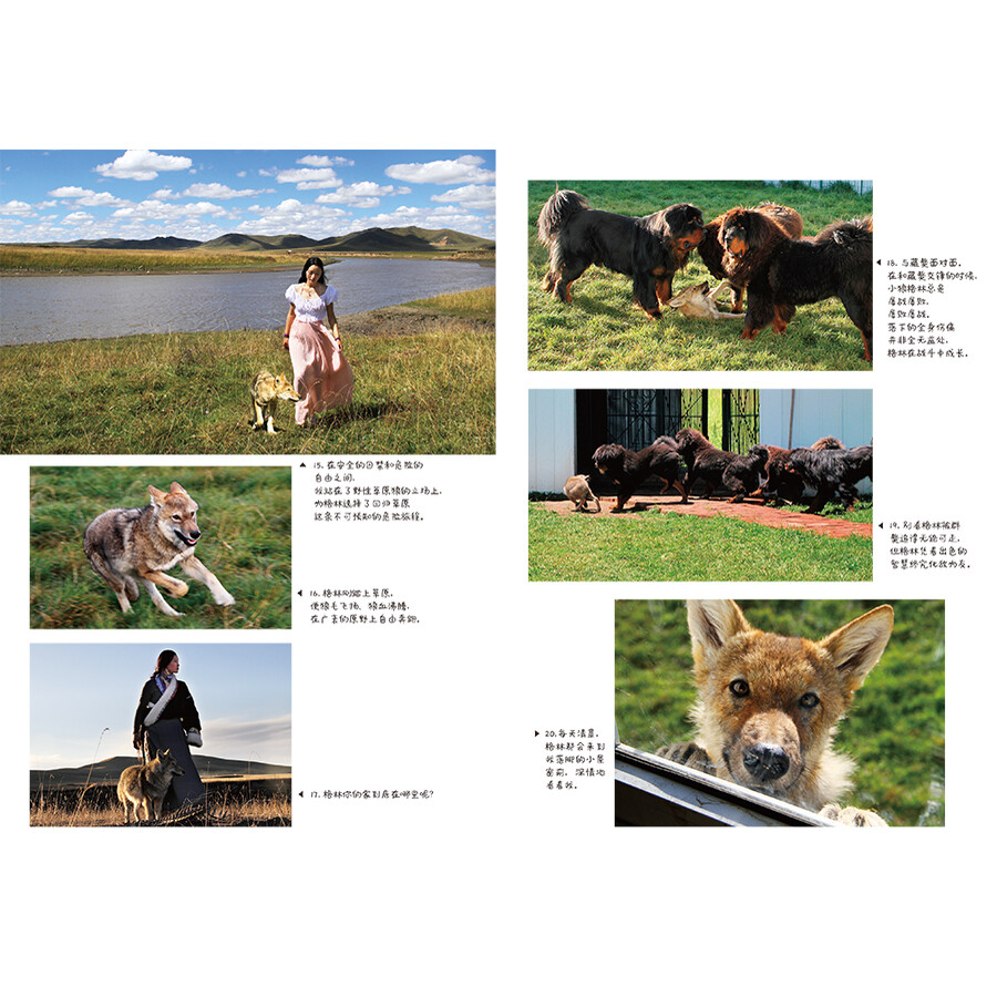 《让我陪你重返狼群》(李微漪)【摘要 书评 试读】- 京东图书