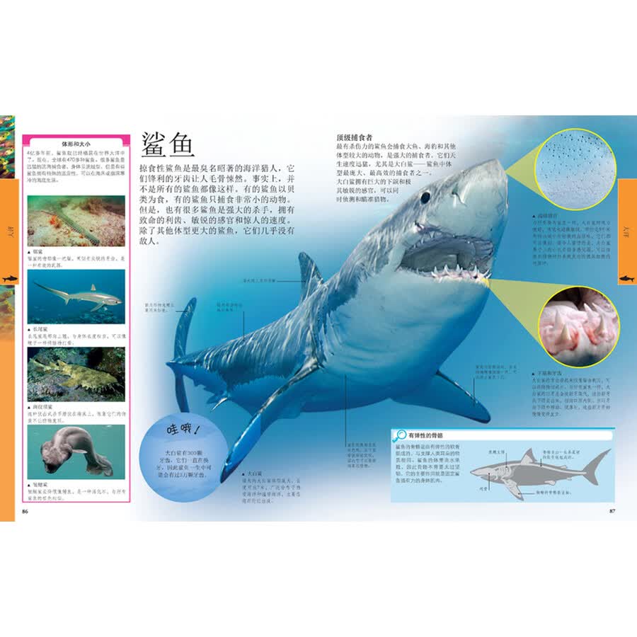 《dk儿童海洋百科全书 英国dk公司 中国大百科全书出版社 》- 京东