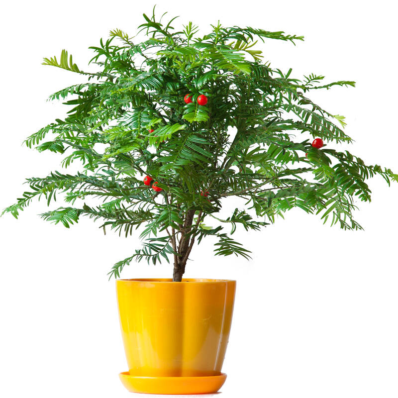 红豆牌红豆杉 防辐射吸甲醛净化空气 植物盆景树苗 富贵盆景 橘色