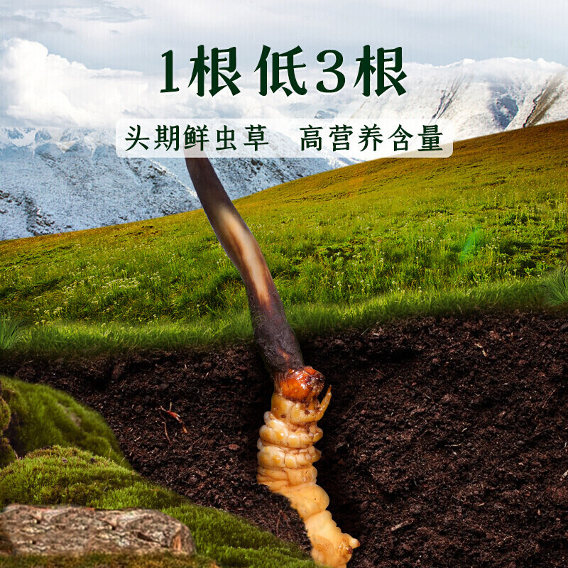 2022年头茬新鲜冬虫夏草西藏那曲鲜草虫草头期鲜虫草一级冬虫草伊梵麦