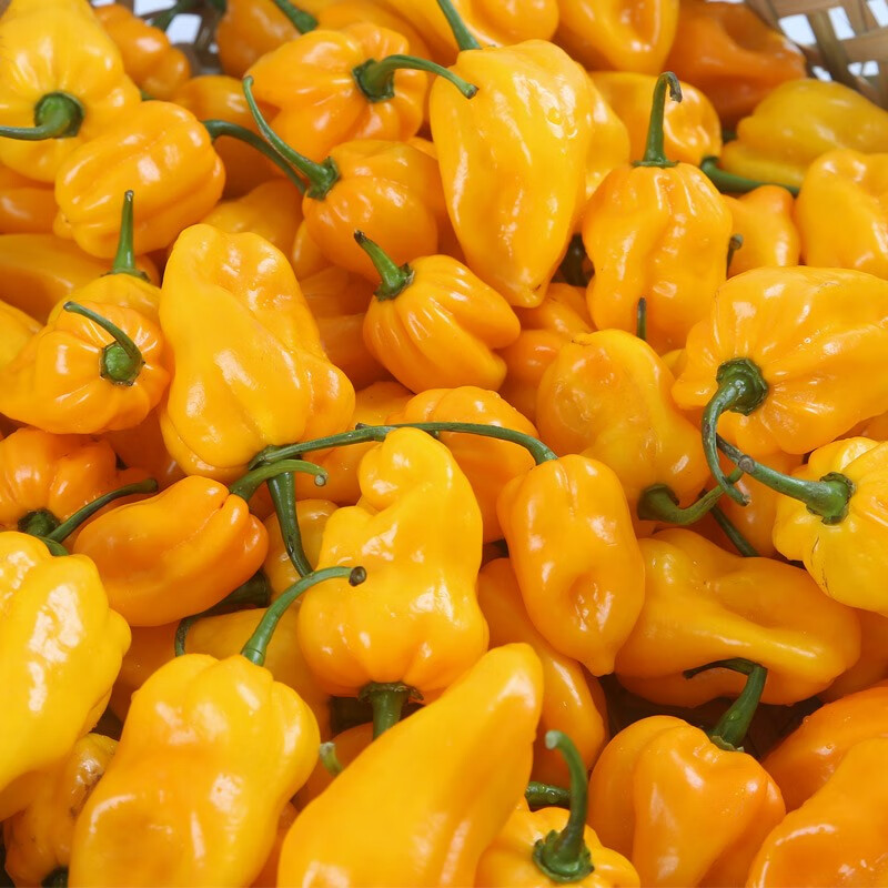 海南黄椒黄灯笼椒新鲜黄辣椒魔鬼椒蔬菜特辣辣椒 2500g 顺丰【图片