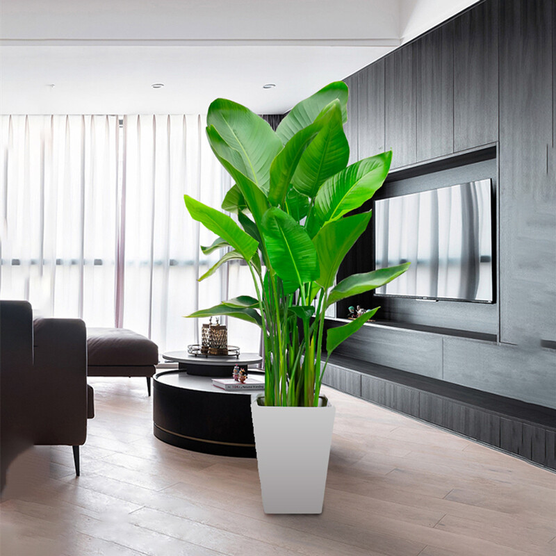 盆栽客厅室内大型花卉绿植办公室绿色植物鹤望兰 天堂鸟100-120cm【5