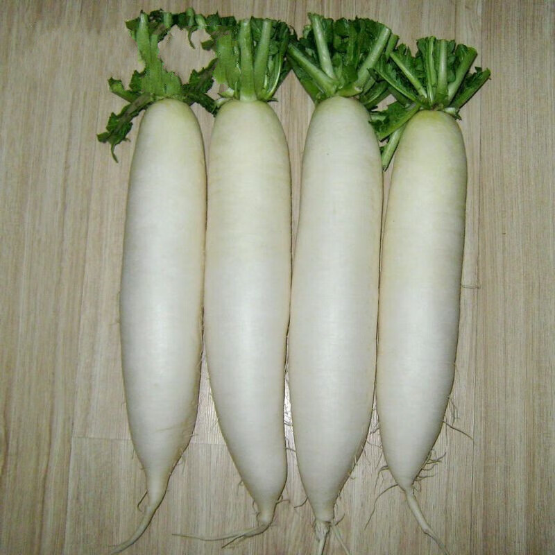 韩国大白萝卜种子 春白玉萝卜耐抽苔春播抗低温大白萝卜 南韩夏白玉约