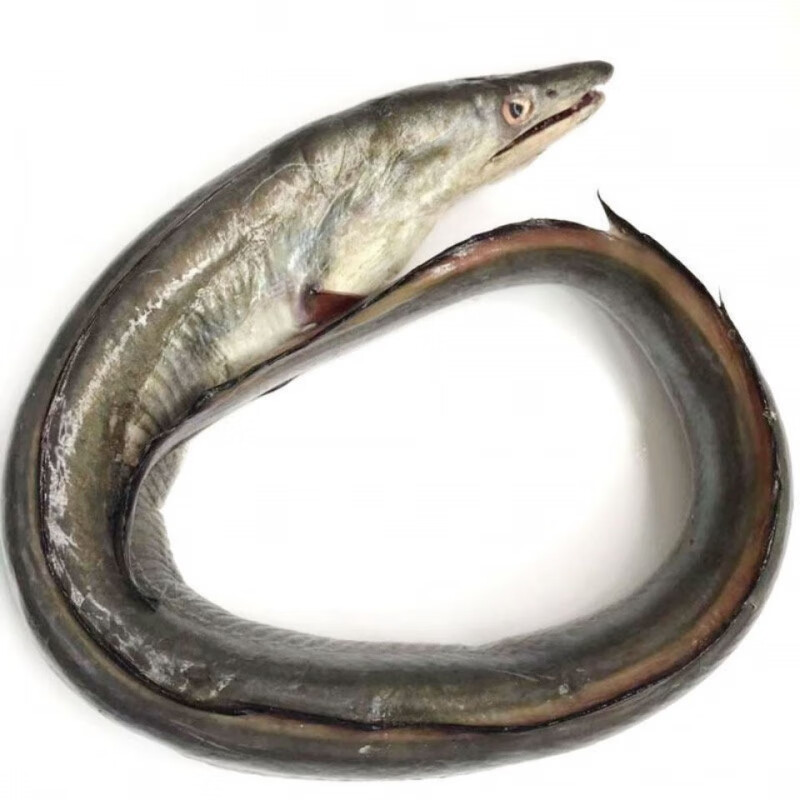 新鲜海鳗鱼鲜活冷冻舟山深海鳗鱼整条冷冻海鲜水产曼鱼段批发3斤左右