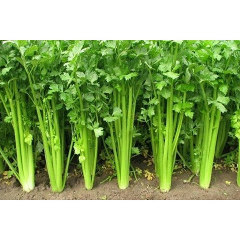 西芹芹菜西洋芹新鲜蔬菜山东脆嫩无丝碎农家种植西芹榨汁 团建送礼