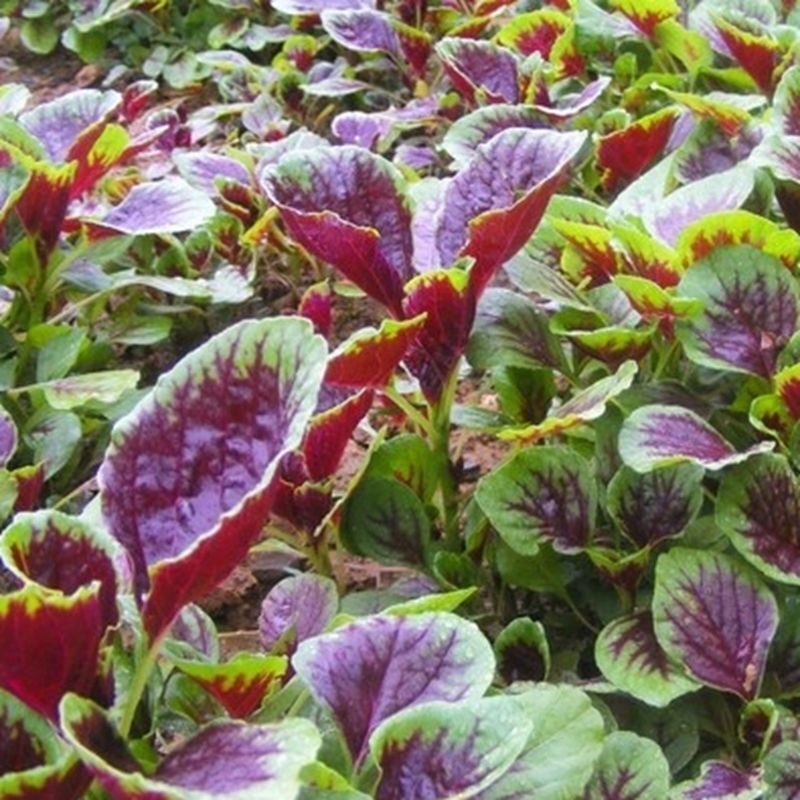 轻恋苋菜新鲜蔬菜野菜长寿菜圆叶汉菜青菜春季四季蔬菜农家自种生鲜3