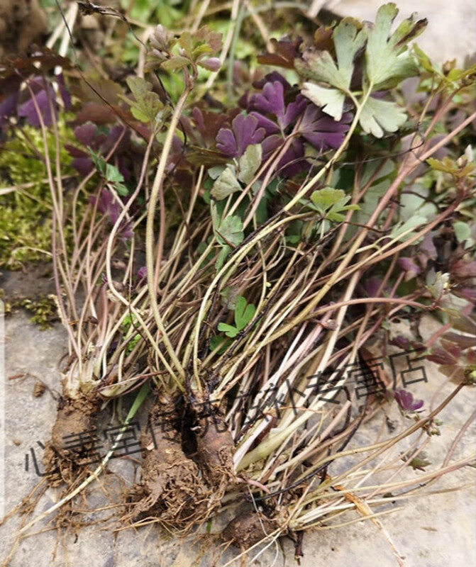 纯原生天葵子千年老鼠屎山耗子屎紫背天葵子草药根新鲜干货250g