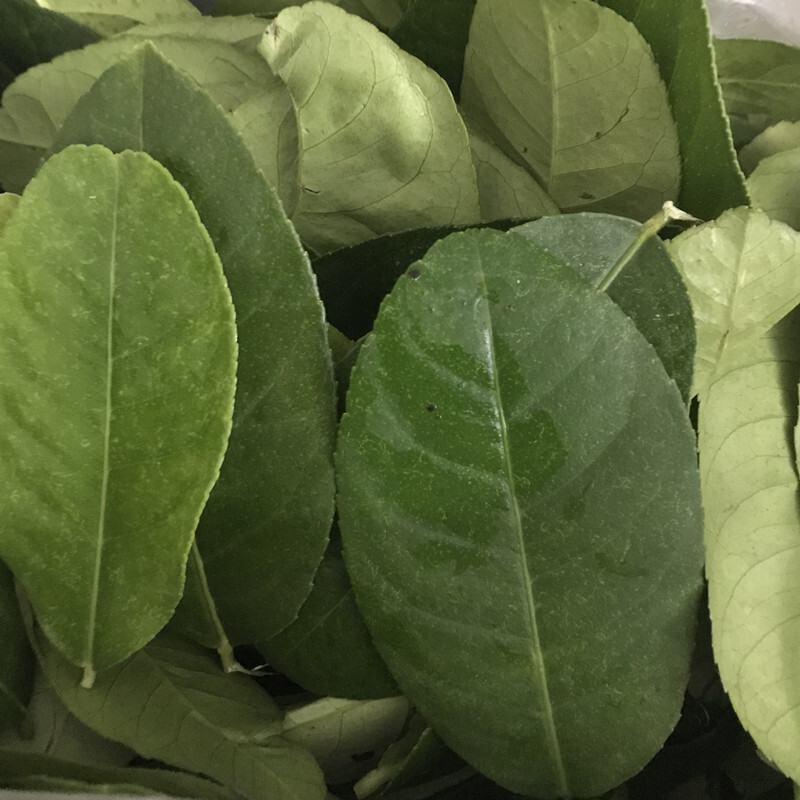 冬阴功汤料新鲜青柠檬叶香水柠檬叶纯叶提腥东荫功咖喱鱼生食用50g