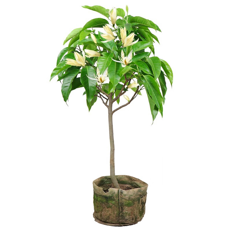 白兰花盆栽嫁接黄角兰黄桷兰白兰黄兰花苗树苗庭院苗语墨黄兰3年苗不