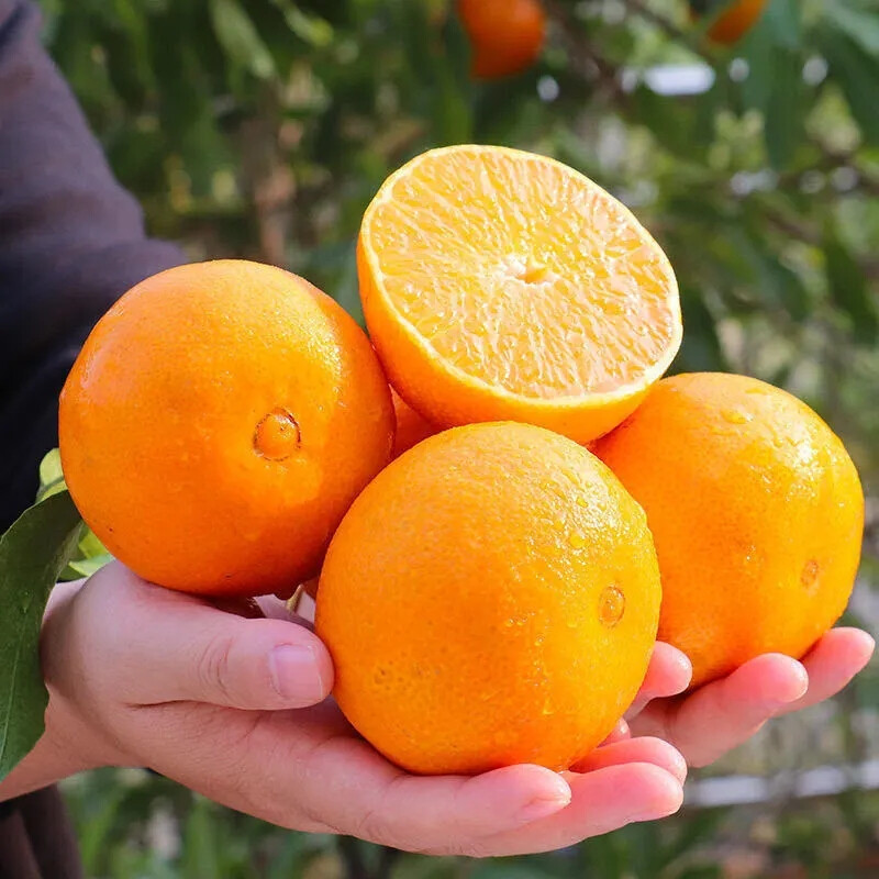 红美人爱媛28号果冻橙薄皮手剥柑橘蜜桔3510斤应当季新鲜孕妇水果3斤