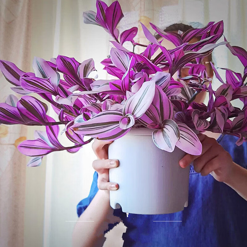 乾林轩油画婚礼吊兰盆栽带盆室内观叶水培植物桌面绿植盆栽 油画婚礼