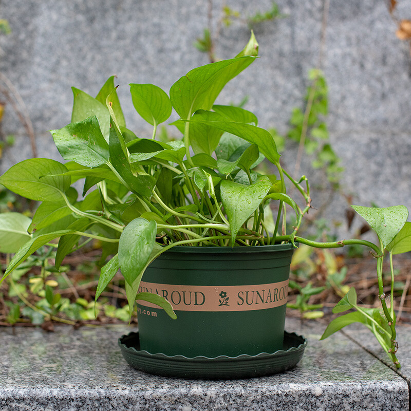 巧艺塑料加厚矮胖加仑花盆绿萝月季多肉大口径控根加仑盆高款绿色05