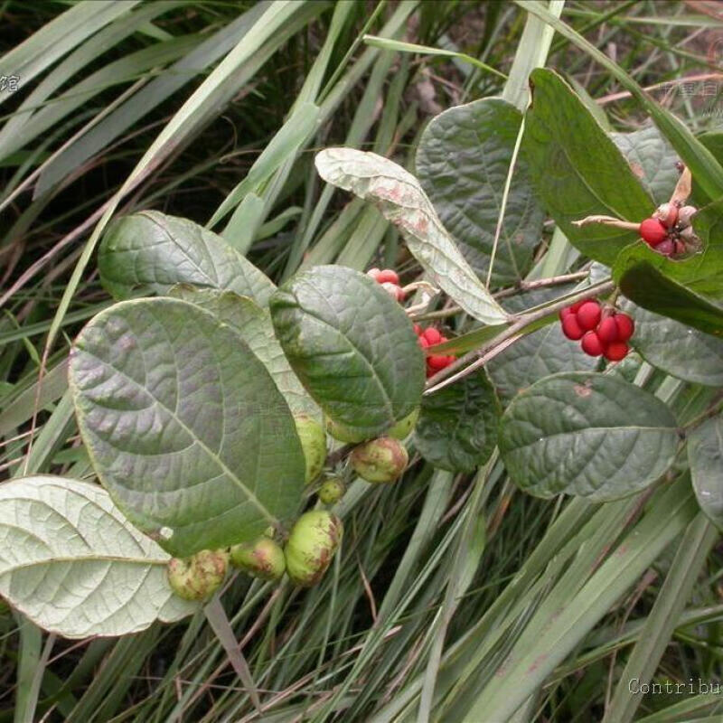 中药材算盘子根 南瓜根馒头果 算盘珠漆大姑 纯根干品500克 算盘子根