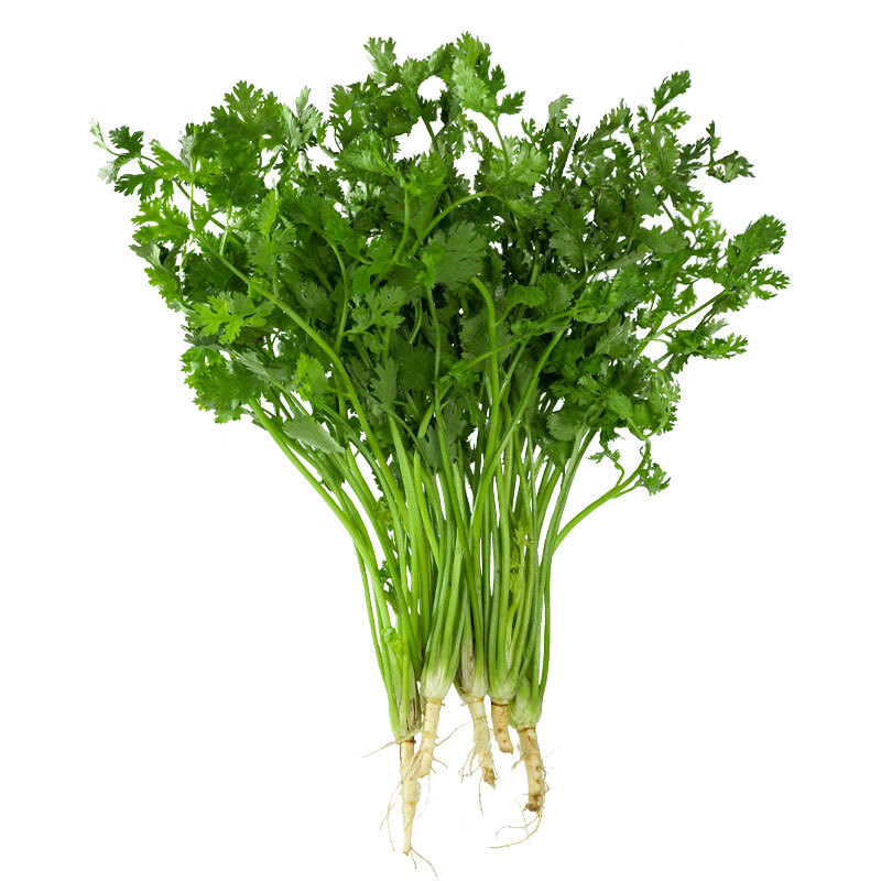 四季香菜大叶芫荽新鲜香菜农家应季蔬菜青菜四季香菜团建送礼生鲜