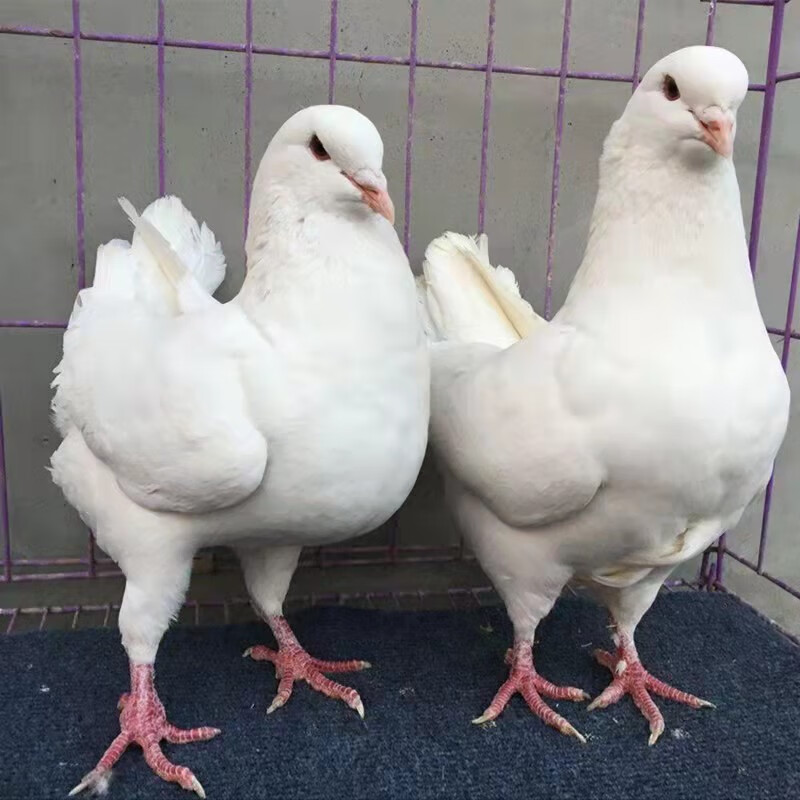 正宗特大体元宝鸽子观赏鸽一公一母纯种成年种鸽一对活物活体肉鸽 大