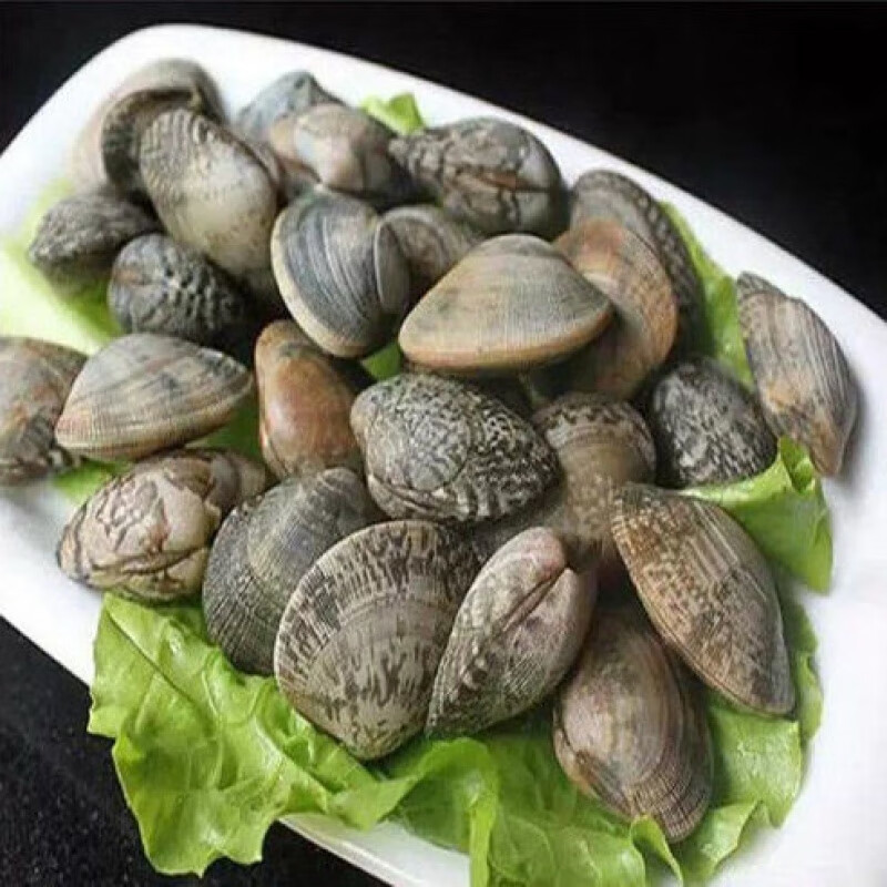 新鲜无沙花甲花蛤鲜活蛤蜊花蚬子杂色蛤海鲜鲜活水产批发青封铭无沙